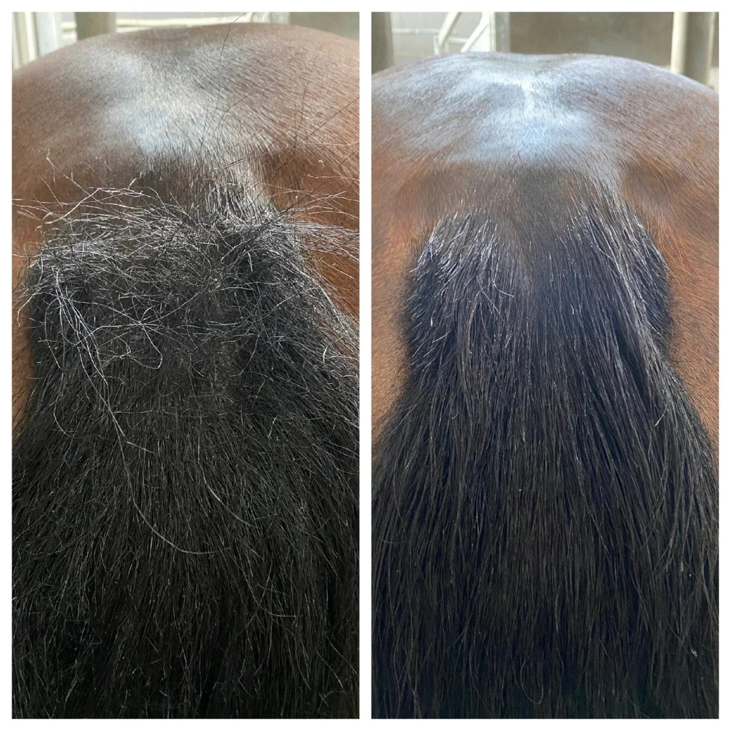 Pippa Shampoobar Tea Tree & Ecalyptus